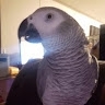 Cassi
