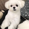 yyu1223